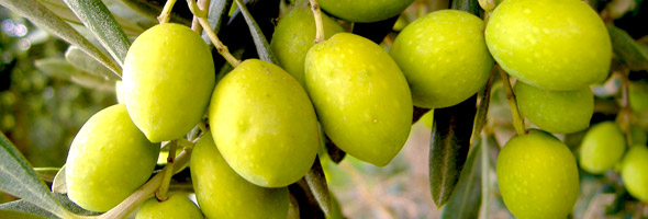 olio